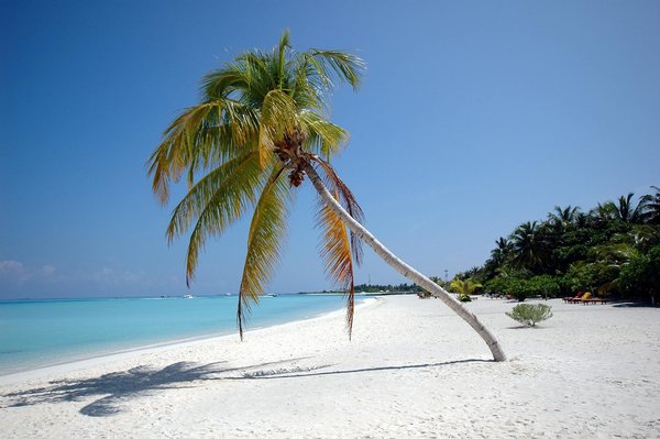 Hoe kan ik gebruik maken van het netwerk van vrijwilligers voor gratis rondleidingen door Nederlandse steden?
